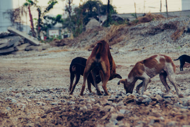 istock Poor Skinny Homeless Dog 952962474