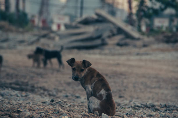 istock Poor Skinny Homeless Dog 952962498