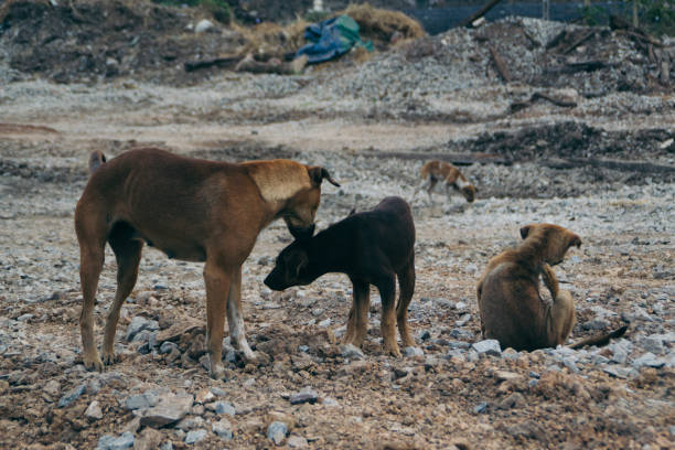 istock Poor Skinny Homeless Dog 952962538