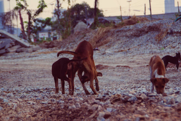 istock Poor Skinny Homeless Dog 952962614