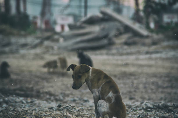 istock Poor Skinny Homeless Dog 952962694