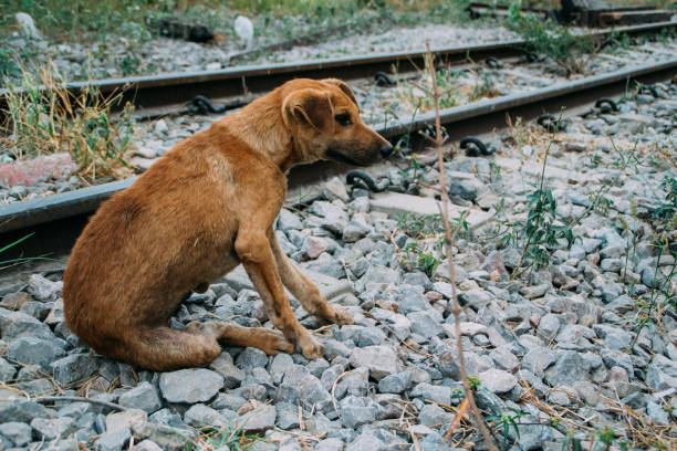 istock Poor Skinny Homeless Dog 952962810