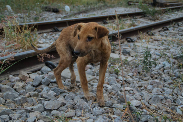 istock Poor Skinny Homeless Dog 952962816
