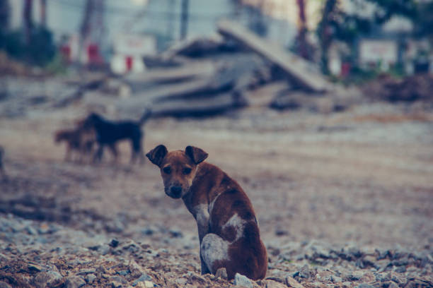 istock Poor Skinny Homeless Dog 952962880
