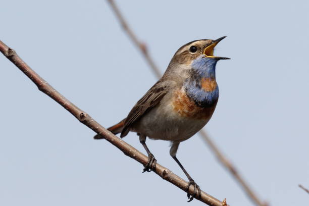 bluethroat standing on the reed. - birdsong imagens e fotografias de stock