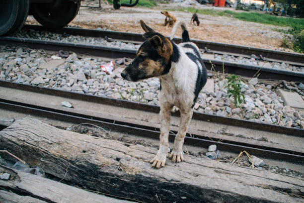 istock Poor Skinny Homeless Dog 952965130