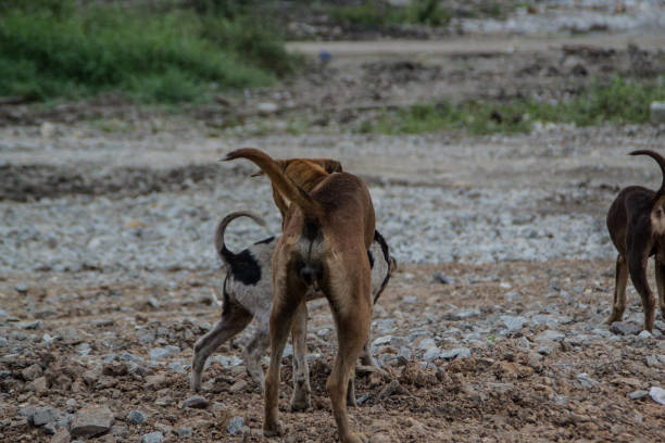 istock Poor Skinny Homeless Dog 952965138