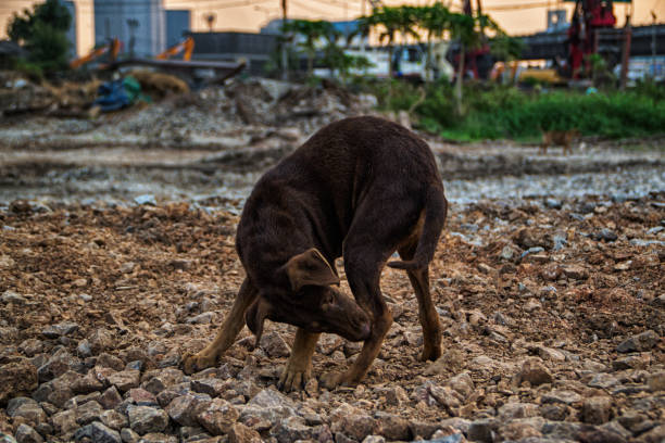 istock Poor Skinny Homeless Dog 952965340