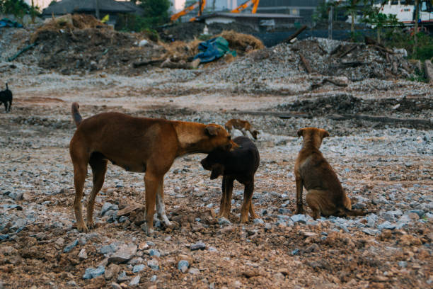 istock Poor Skinny Homeless Dog 952965630