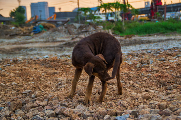 istock Poor Skinny Homeless Dog 952966006