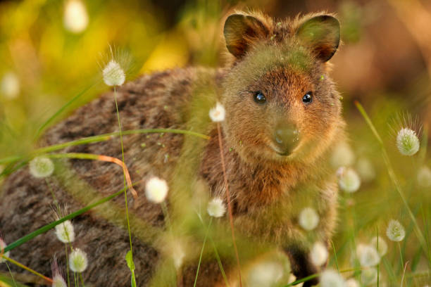 A quokka (Setonix brachyurus) looking through grass and grass flower heads, which it's making a meal of. Native to Western Australia's Rottnest Island, the Quakka is a small herbivorous marsupial. rottnest island photos stock pictures, royalty-free photos & images