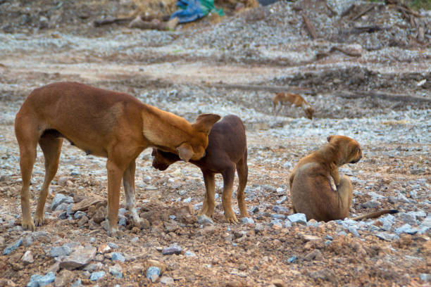 istock Poor Skinny Homeless Dog 952966522