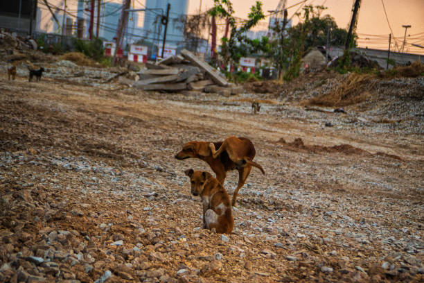 istock Poor Skinny Homeless Dog 952966562