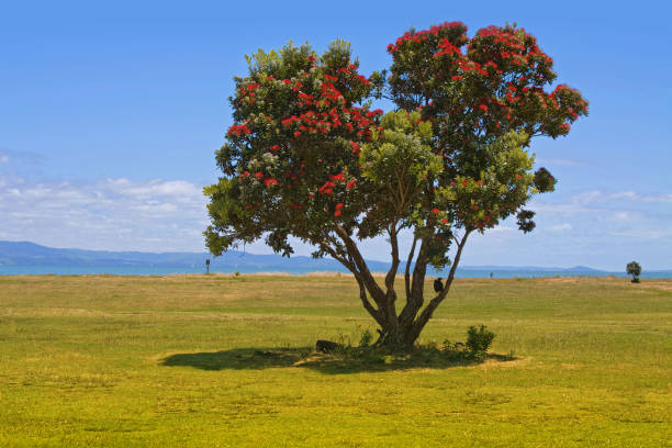 pohutukawa, albero di natale della nuova zelanda - pohutukawa tree christmas new zealand beach foto e immagini stock
