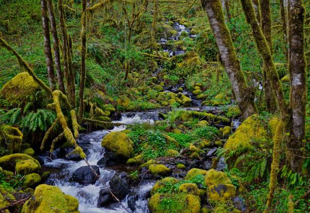 istock Oregon's Fawn Creek 952969734
