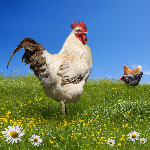 istock Chickens and cock on the green meadow 952970044