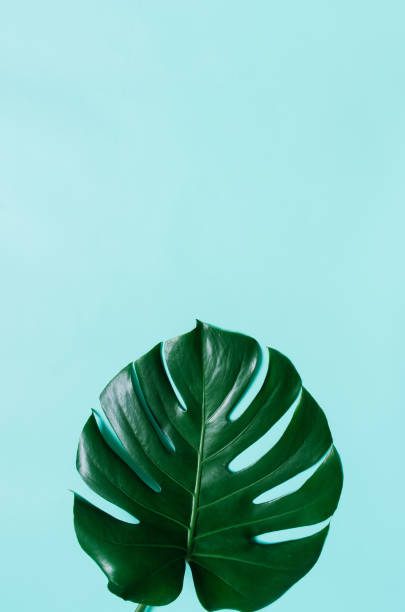 istock Green monstera leaf on cyan blue background 952970082