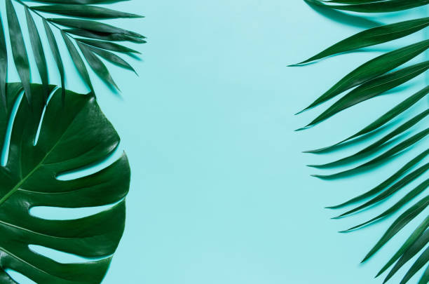 istock Green palm leaf branches on cyan blue background 952970088