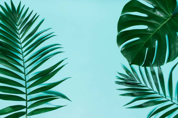 istock Green palm leaf branches on cyan blue background 952970092