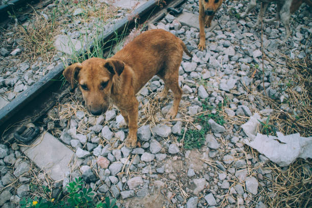 istock Poor Skinny Homeless Dog 952970356