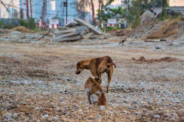 istock Poor Skinny Homeless Dog 952973202