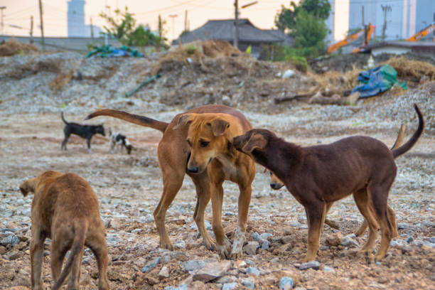 istock Poor Skinny Homeless Dog 952973210