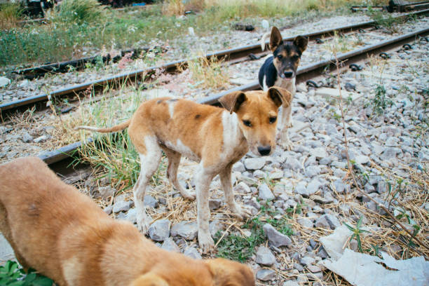istock Poor Skinny Homeless Dog 952973368