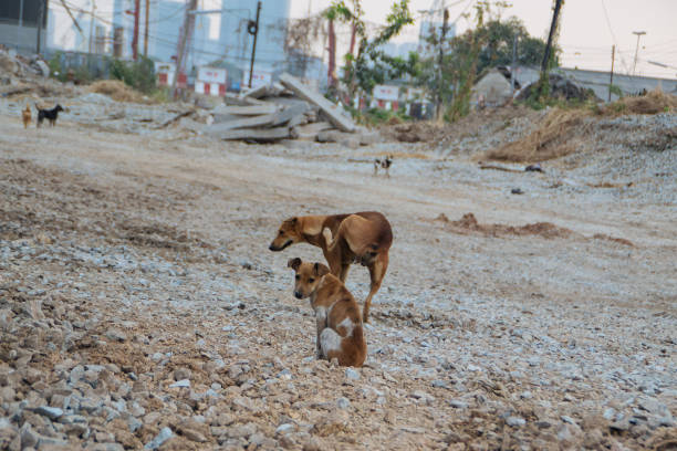 istock Poor Skinny Homeless Dog 952973852