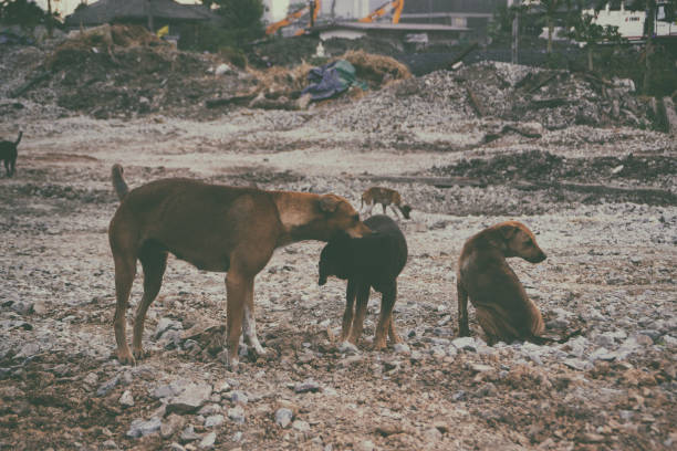 istock Poor Skinny Homeless Dog 952974174