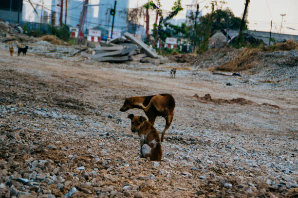 istock Poor Skinny Homeless Dog 952974256