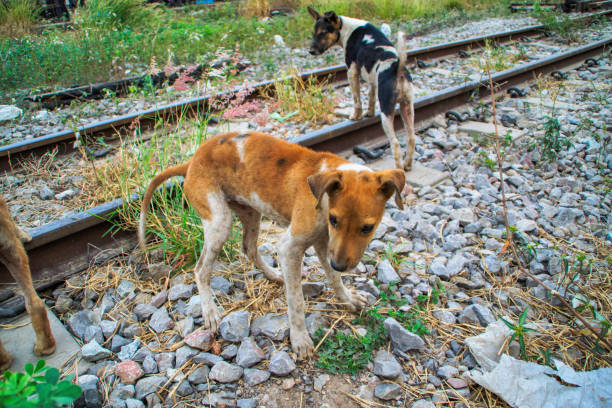 istock Poor Skinny Homeless Dog 952974276