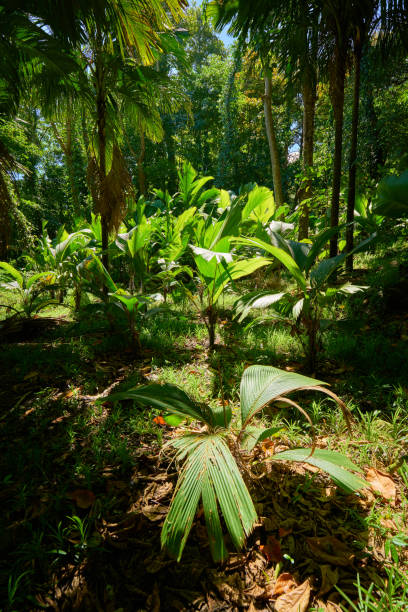 istock beautiful tropical forest of seychelles 952974776