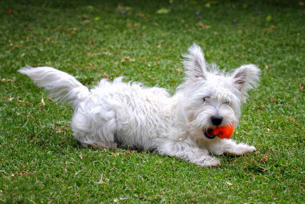 Dog on grass Dog on green grass. West Highland White Terrier bebe chien berger australien stock pictures, royalty-free photos & images