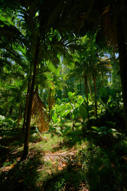 istock beautiful tropical forest of seychelles 952977288