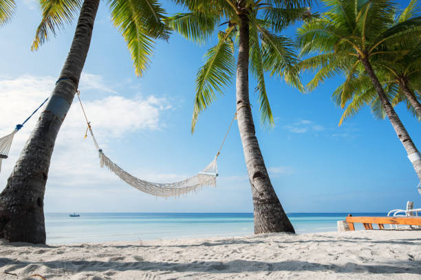 istock Hammock under palm trees on the tropical beach 952977424