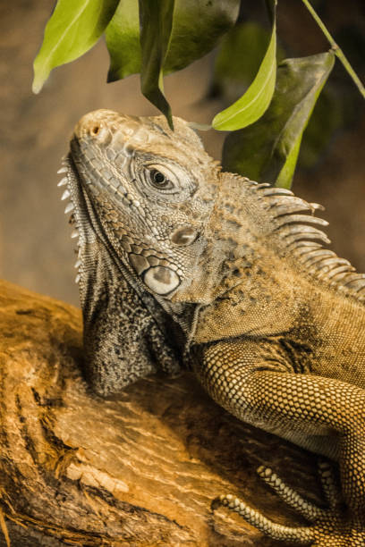 istock Color image of Iguana 952980196