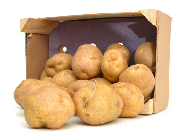 montón de papas recién cosechadas en un cajón de madera - smashed potatoes fotografías e imágenes de stock