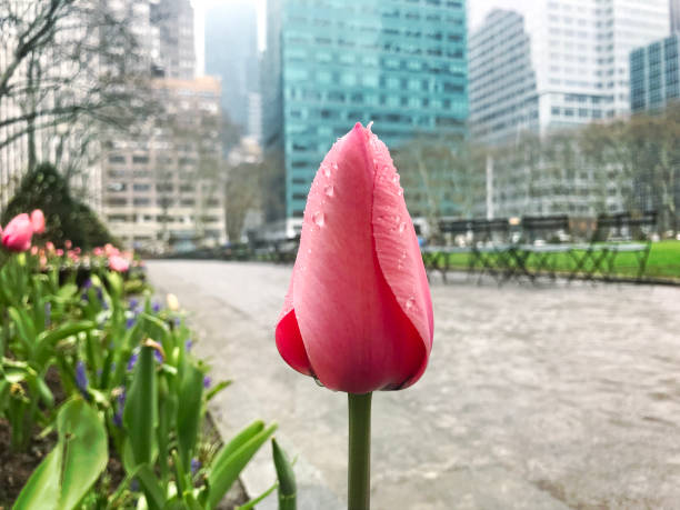 istock Beautiful tulip in a park 952980768