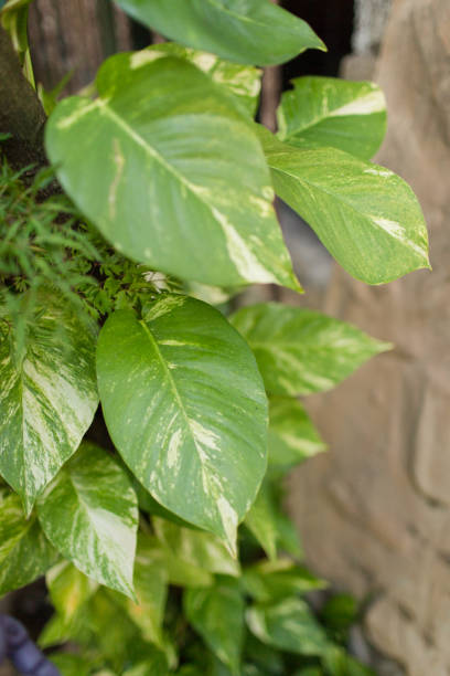 istock Golden Pothos Plant 952981274