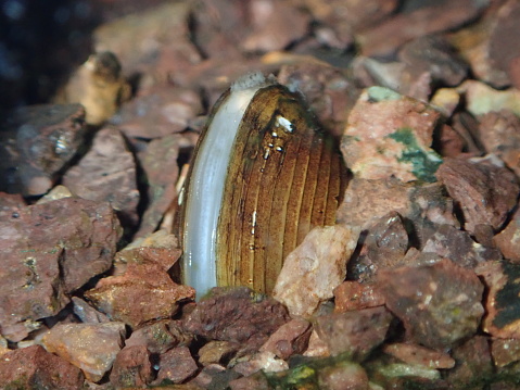 Freshwater clam filter feeder