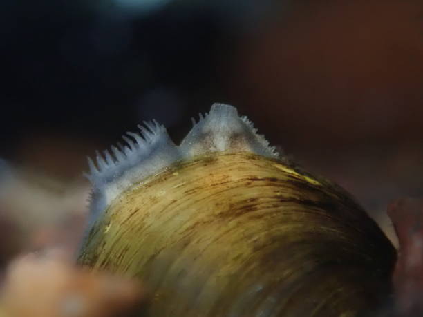filter feeding clam close-up - filter feeder imagens e fotografias de stock