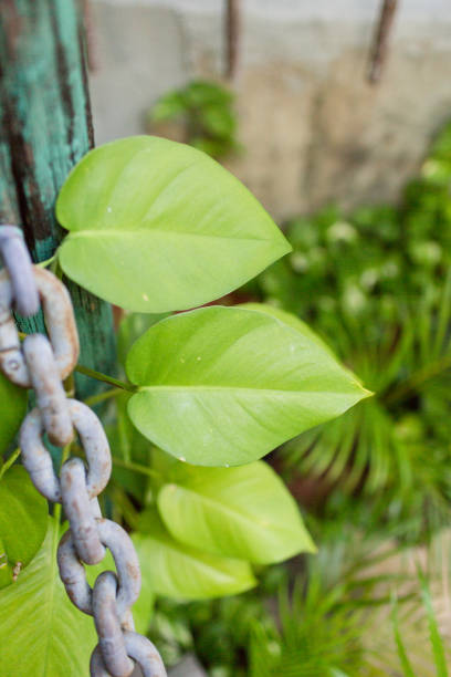 istock Golden Pothos Plant 952984124