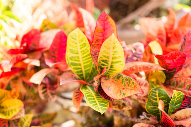 Multi Color Croton Nervia Plant. A Large Colorful Tropical Plant. A wonderful outdoor plant or Houseplant. Photo taken in Fort Lauderdale, Florida.