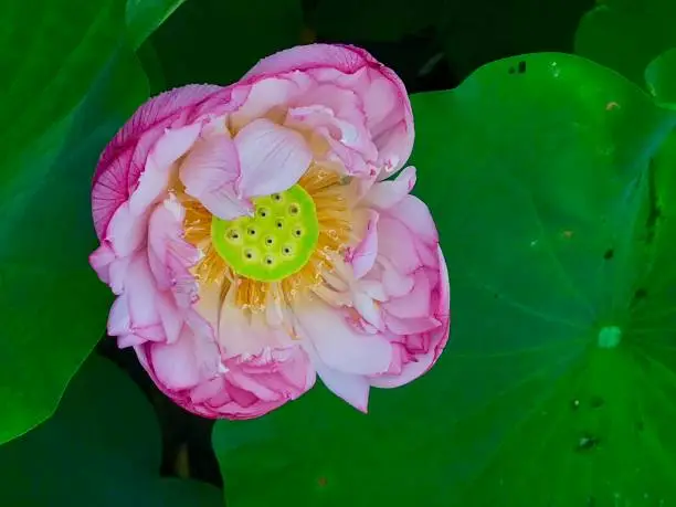 A beautiful lotus flower in full bloom at Taipei Botanic Garden, Summer 2017