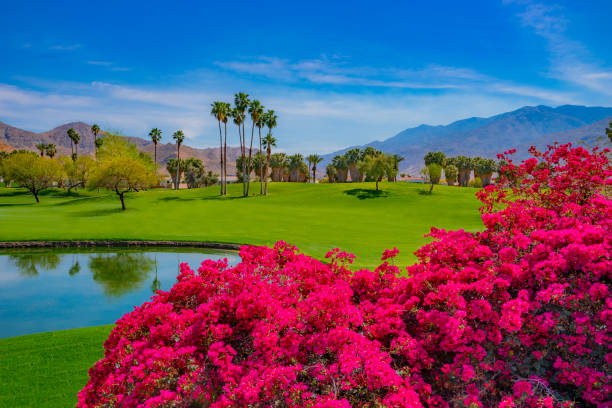 Bougainvilleas line a green belt in Palm Springs, California (P) flowers and pond, Bougainvilleas and grass, green belt in Palm Springs california fuchsia stock pictures, royalty-free photos & images