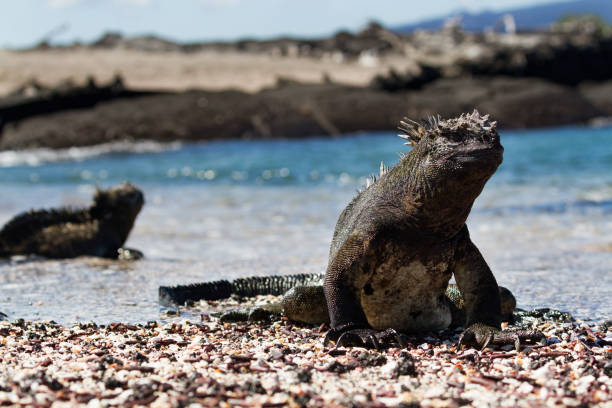 istock Galapagos Marine Iguana (Amblyrhynchus cristatus) walking on a beach, Galapagos Islands 952987792