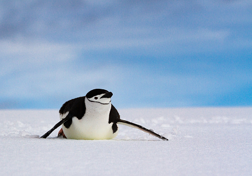 Chinstrap penguin (Pygoscelis antarcticus) sliding along on its stomack on white snow against a blue sky, Antarctica