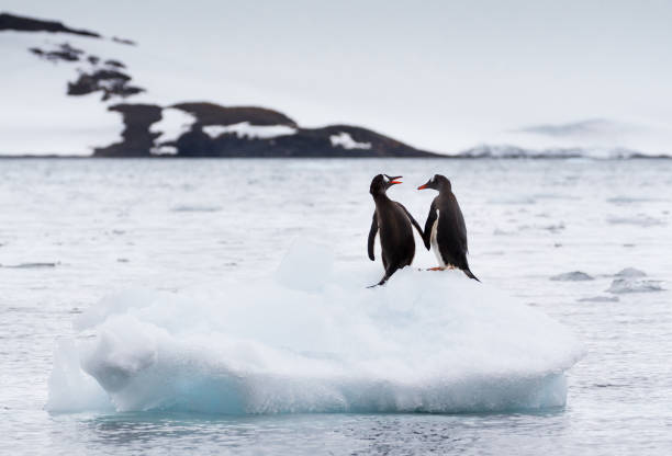 배경, 남극에에서 눈이 덮여 산 빙산에 앉아 젠투 펭귄 (pygoscelis 파푸아)의 한 쌍 - bird black penguin gentoo penguin 뉴스 사진 이미지