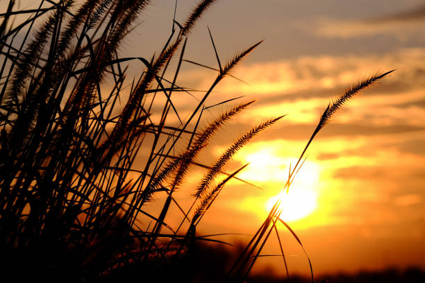 istock Sunset with silhouette of grass flower 952995658