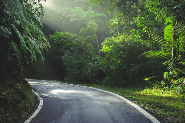 istock Asphalt Road with sunlight in forests 952998892